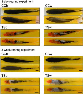 Taisho-Sanshoku koi have hardly faded skin and show attenuated melanophore sensitivity to adrenaline and melanin-concentrating hormone